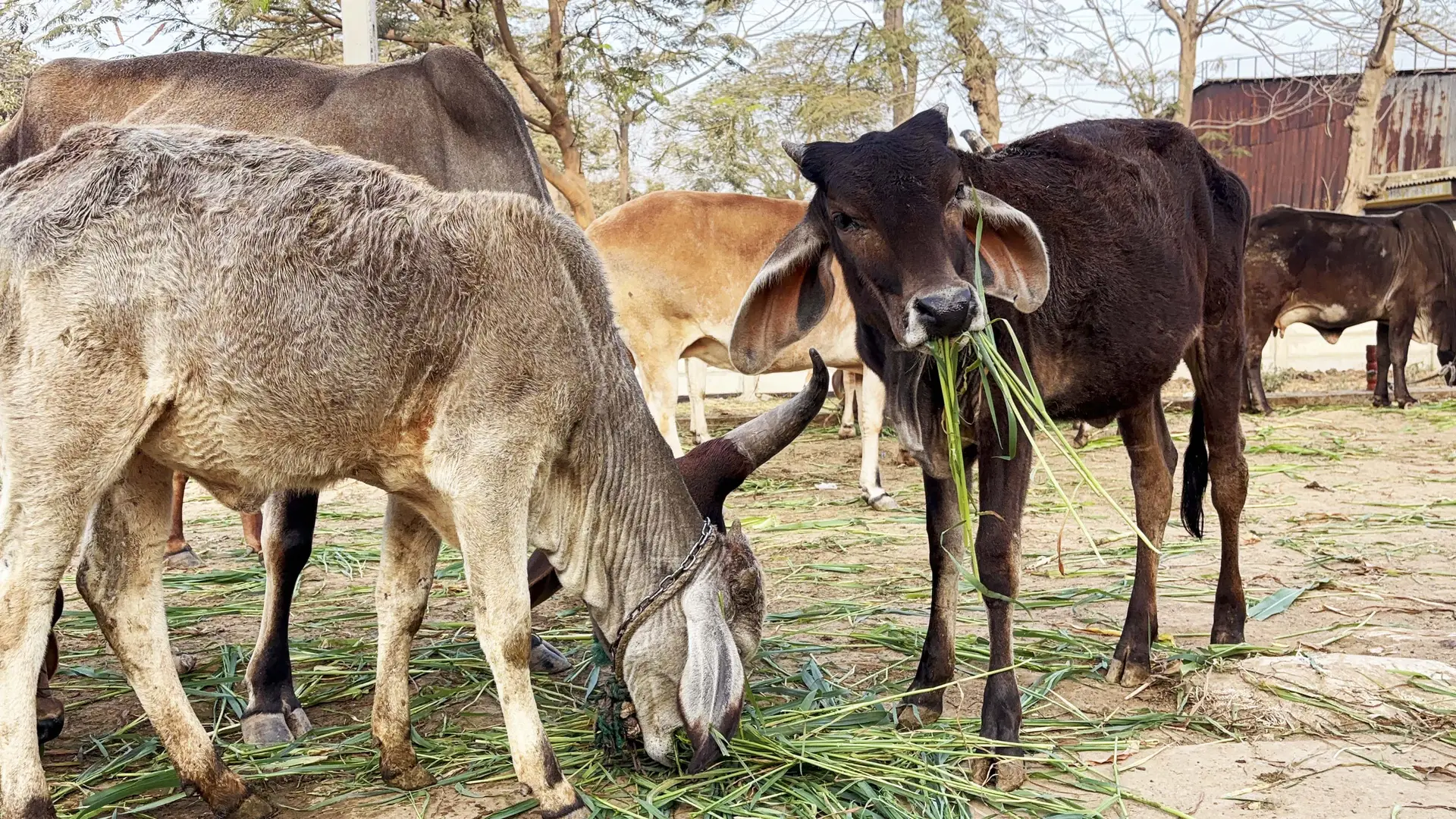 riddhi siddhi charitable trust